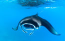 Manta feeding