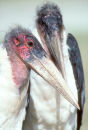 Marabou Storks, Ngorongoro Crater, Tanzania