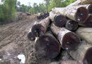 Merbau logs stolen from community