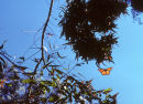 Monarch butterfly resting area, California