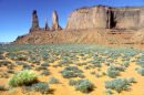Sage brush, Arizona