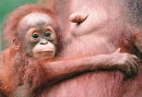 Baby orang-utan with mother, Borneo