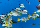 Oriental sweetlips