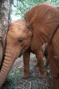 Orphaned elephant