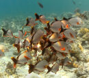 Rainbow shoal