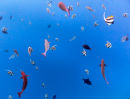 Reef fiesta