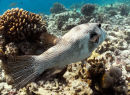 Reef from a puffer