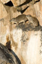 Rock hyrax, Tarangire, Tanzania