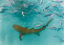 Sickle fin lemon shark
