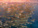 Sunset feed
