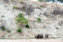 Elephants by Tarangire River, Tanzania