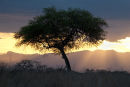Tarangire acacia