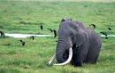 Tusker, Amboseli
