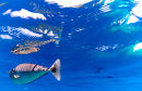 Unicornfish