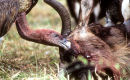 Vulture
