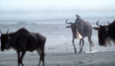 Wildebeest in dust trail