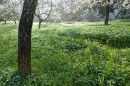 Winter meadow, Ibiza