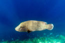 Wrasse in the blue