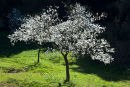 Almond blossom, Ibiza