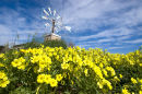 Bermuda buttercups, Ibiza