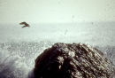 Bird flying off wave battered rock