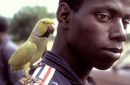 Bird trapper, Senegal
