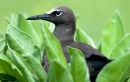 Black Noddy, Lady Elliot Island
