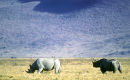 Black rhinos, Ngorongoro Crater