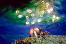 Crab in Mexico