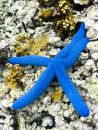 Blue linckia seastar