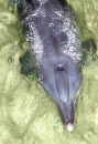Bottlenose dolphin