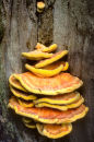 Bracket fungi, England