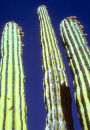 Cardon cactus, Mexico