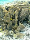 Coral, Lady Elliot Island