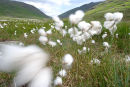 Cotton grass in the wind, England