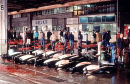 Dall's porpoise market, Japan