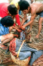 Dolphin butchering, Philippines