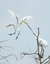 Egrets