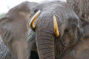 Scratching against Baobab