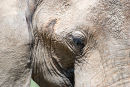 Bull elephant with musth