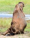 Joy of mud