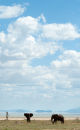 Lake Manyara