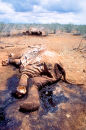 Poached African elephants, Kenya