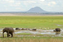Elephants in swamp, Tarangire, Tanzania