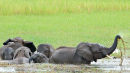 Feeding in the swamp