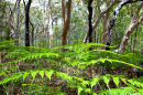 Ferns in gum forest
