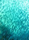 Shoal of fish