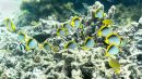 Blackback Butterfly Fish