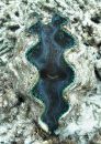 Blue giant clam