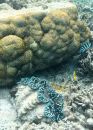 Brain coral and giant clam